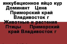 инкубационное яйцо кур Доминант › Цена ­ 60 - Приморский край, Владивосток г. Животные и растения » Птицы   . Приморский край,Владивосток г.